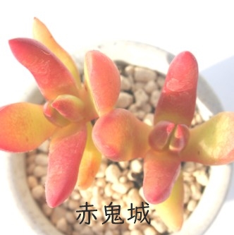 ԋSAɂ傤ANbX-Crassula fusca