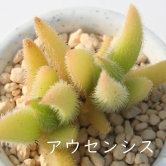 AEZVXANbX-Crassula ausensis