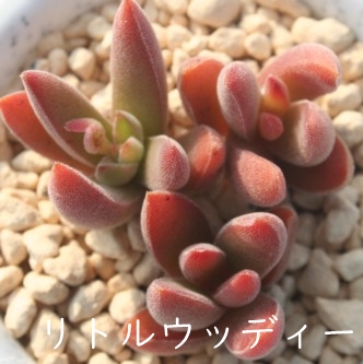  gEbfB[ANbX-Crassula ausensis 'Littlewoodii'