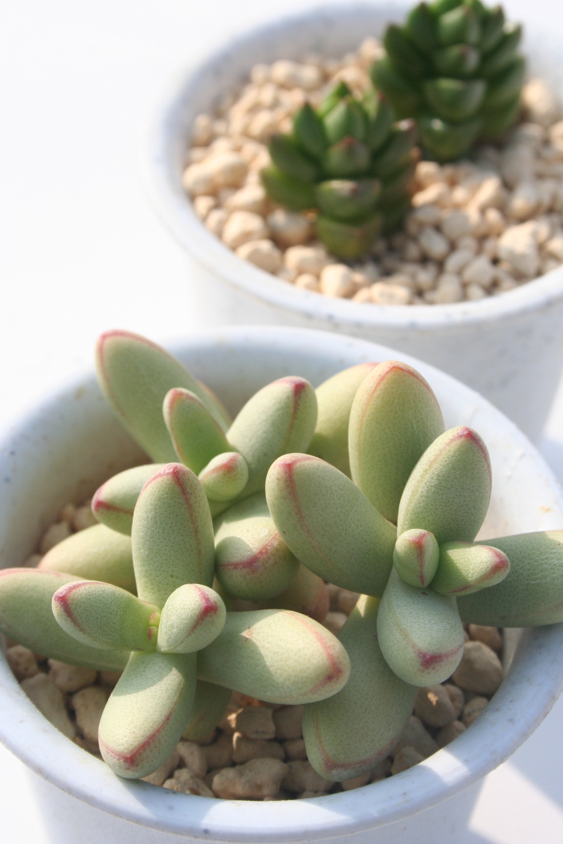 kfBJEXwCbXVANbX-Crassula nudicaulis var. herrei, C97