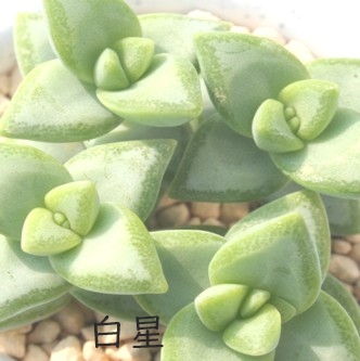 ,ڂA͂ANbX-Crassula  'SIROBOSI'