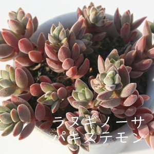 kMm[T@pLXeA͂ANbX-Crassula lanuginosa var. pachystemon