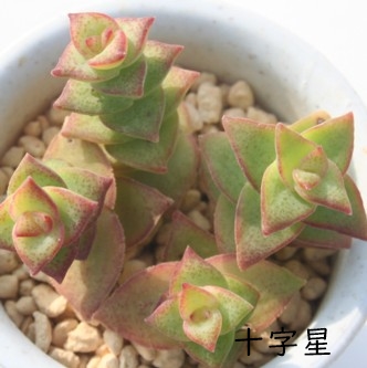 \AイڂANbX-Crassula perforata var.'JYUJIBOSI'