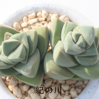 Im삫̂A[OEANbX-Crassula 'Moon glow'