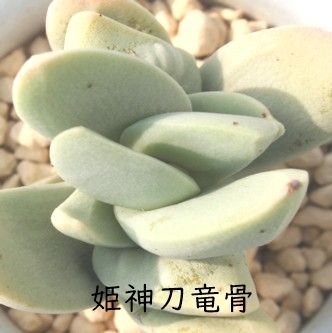 P_AЂ߂ƂイANbX-Crassula perfoliata v 'HIMEJINTOUTYUKOTU'