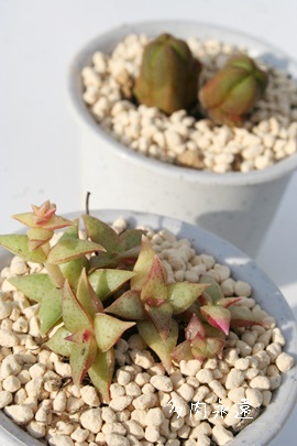 AفANbX-Crassula capitella ssp. thyrsiflora