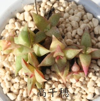 AفANbX-Crassula capitella ssp. thyrsiflora