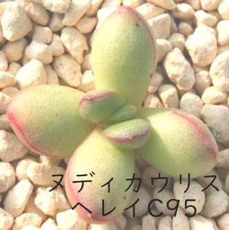 kfBJEXwCC95ANbX-Crassula nudicaulis var. herrei C95