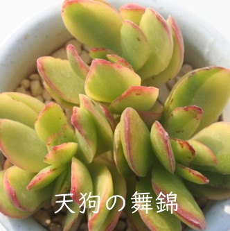 V̕сAĂ񂮂̂܂ɂANbX-Crassula dejecta f. variegata