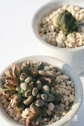 AEZVXGXGXs[`^mvVXANbX-Crassula ausensis ssp. titanopsis PV954