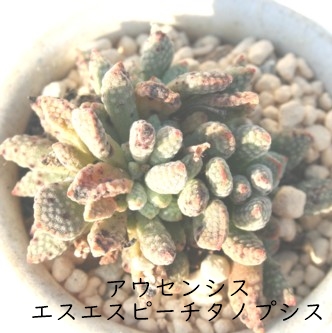 AEZVXGXGXs[`^mvVXANbX-Crassula ausensis ssp. titanopsis PV954