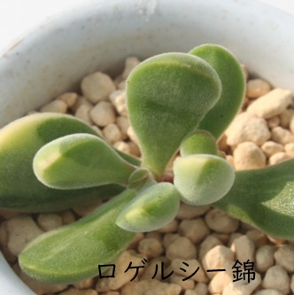 QV[сA낰邵[ɂANbX-Crassula rogersii f variegata