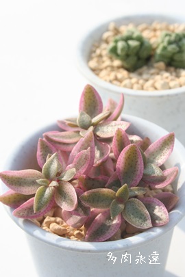 {PV[сANbX-Crassula volkensii f. variegata