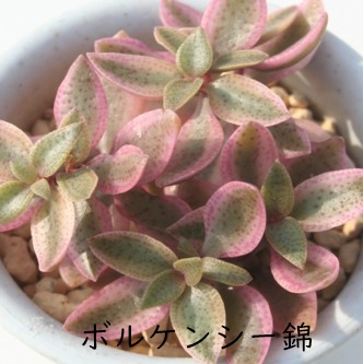 多肉植物       ボルケンシー錦ハンドメイド