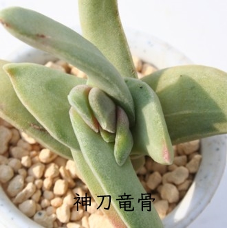 _AƂイANbX-Crassula perfoliata var. falcata, Kaffirdrift