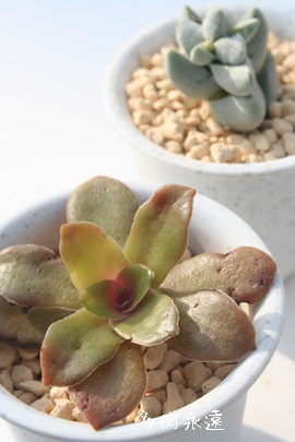 XotB[ANbX-Crassula subaphylla