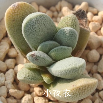 ߁A悬ANbX-Crassula tecta