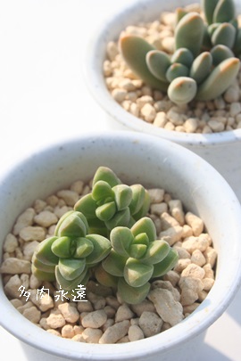 SPurtHAANbX-Crassula sp brevifolia