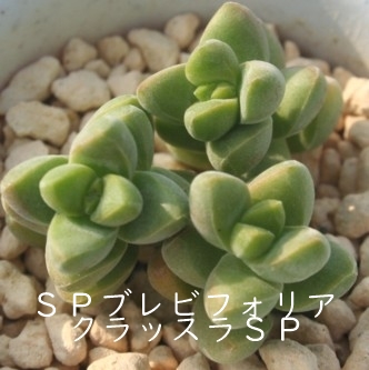 SPurtHAANbX-Crassula sp brevifolia