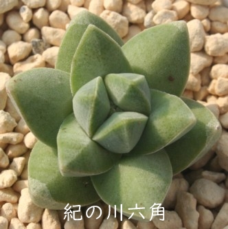 紀ノ川六画、きのかわ、クラッスラ属-Crassula 'Moon Glow'