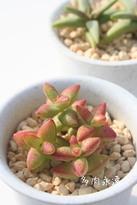 FAЂڂANbX-Crassula 'HIKOBOSI'