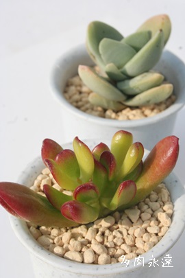 zrbgANbX-Crassula ovata cv. Hobbit