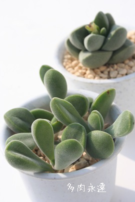 QV[ANbX-Crassula rogersii