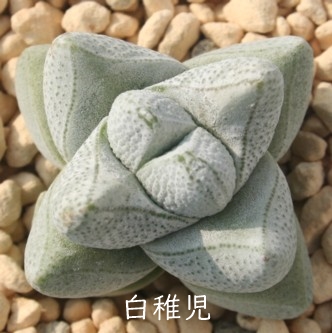 白稚児、しろちご、クラッスラ属-Crassula deceptor,Steinkopf, N.W. Cape, Namaqualand, RSA
