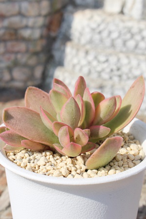 >Im씒,NbX,Im씒т̒ʔ,Im씒т̈ĕ₵-Crassula Moon Glow variegata