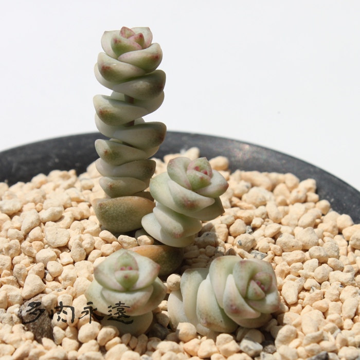 t@^W[ANbX-Crassula marnieriana f.variegata