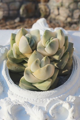 >Im씒,NbX,Im씒т̒ʔ,Im씒т̈ĕ₵-Crassula Moon Glow variegata