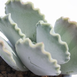 gсA΂ɂAR`h-Cotyledon orbiculata 'Undulata'