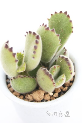 FqA܂ǂAR`h-Cotyledon tomentosa