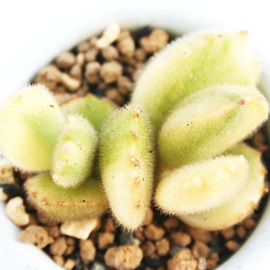 熊童子白斑、くまどうじしろふ、コチレドン属-Cotyledon tomentosa ssp. ladismithensis variegata