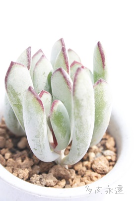 Aӂނ߁AR`h-Cotyledon orbiculata 'Oophylla'