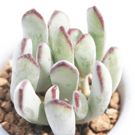 Aӂނ߁AR`h-Cotyledon orbiculata 'Oophylla'