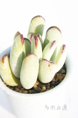 BA܂ӂނ߁AR`h-Cotyledon orbiculata 'Oophylla'DARUMA