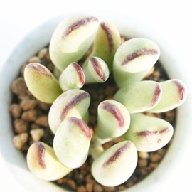 BA܂ӂނ߁AR`h-Cotyledon orbiculata 'Oophylla'DARUMA