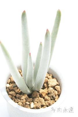 ։AˁAR`h-Cotyledon orbiculata 'Rinne'