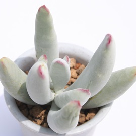 AƂAR`h-Cotyledon decussara