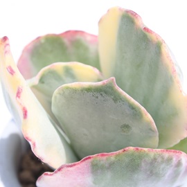 ǧA傭͂̂ЂAR`h-Cotyledon orbiculata 'Kyokuha-Nisiki'