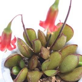 GTGAR`h-Cotyledon elisae