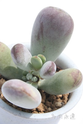 ӂ疺AR`h-Cotyledon orbiculata 'FUKKURA'