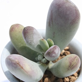 ӂ疺AR`h-Cotyledon orbiculata 'FUKKURA'