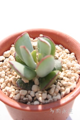 スノーフォレスト コチレドン属 スノーフォレストの通販 スノーフォレストの育て方増やし方 Cotyledon Orbiculata Snow Forest 多肉永遠 たにくとはcuctus And Succulents Onlineshop From Japan Tanikutoha