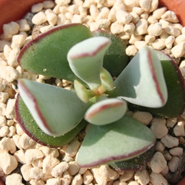 Xm[tHXgAR`h-Cotyledon orbiculata'Snow Forest'