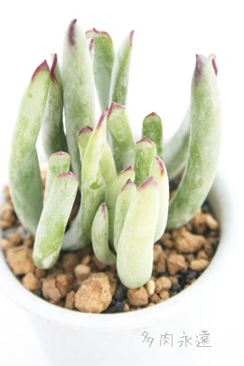 PAЂ߂ނ߁AR`h-Cotyledon 'HIMEMUSUME'