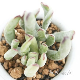 PAЂ߂ނ߁AR`h-Cotyledon 'HIMEMUSUME'