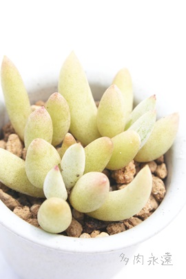 パピラリス コチレドン属 パピラリスの通販 パピラリスの育て方増やし方 Cotyledon Papilalis 多肉永遠 たにくとはcuctus And Succulents Onlineshop From Japan Tanikutoha