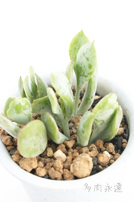 EbfB[ACAR`h-Cotyledon woddii